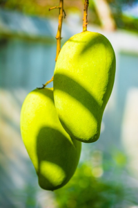 Fruit vert
